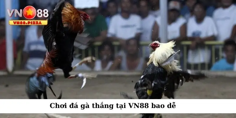 Chơi đá gà thắng tại VN88 bao dễ