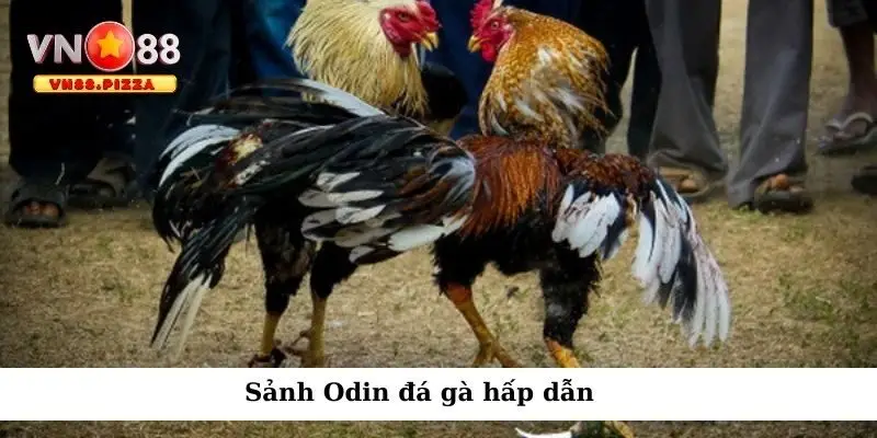 Sảnh Odin đá gà hấp dẫn