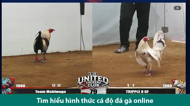 Bí quyết cá độ đá gà trực tuyến thắng chắc từ những cao thủ gà độ